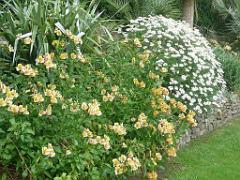 130 Ile de Batz Jardin Georges Delaselle_000003